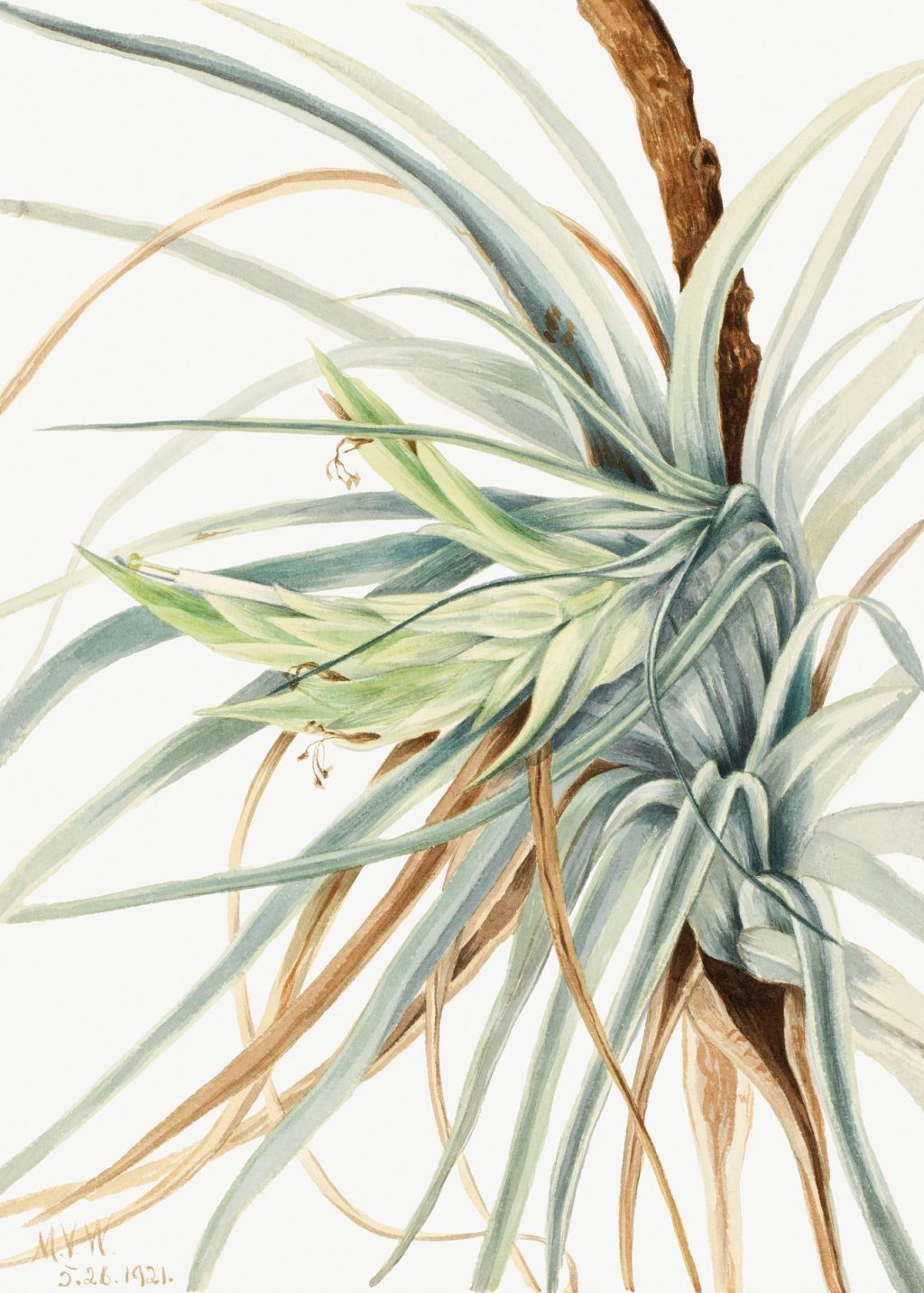 Air Plants 101: Your Ultimate Guide to Tillandsia Care and Maintenance
